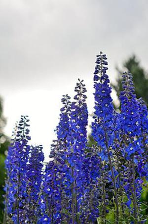 胡故居