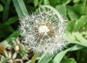 珍珠小茶