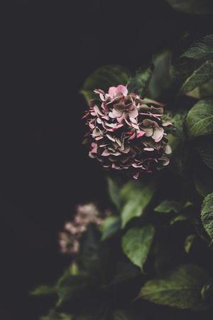 衣袂飄飄