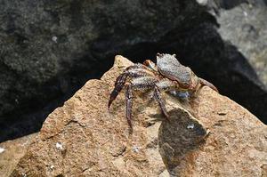 任鴻春