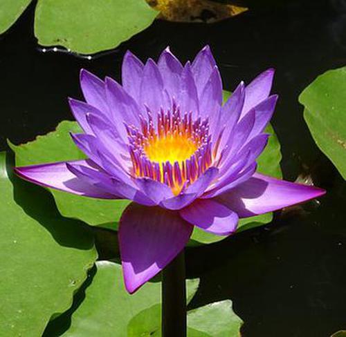 進(jìn)入送體驗(yàn)金的棋牌游戲優(yōu)勢規(guī)則