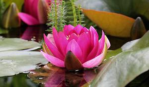 櫻花蝶夢