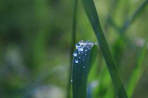 幸福雨露