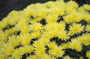 櫻花草
