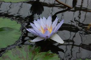 言小沫