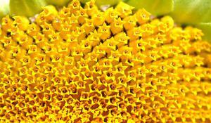 冷雪芊芊