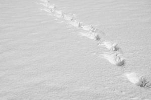 桑飛雪