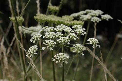 炸金花推薦信譽(yù)