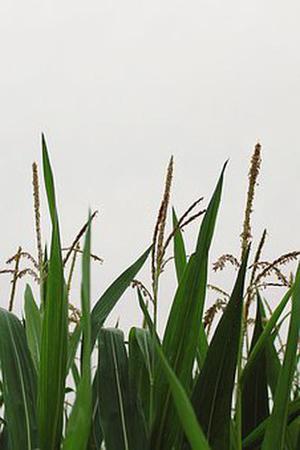 彩虹過后