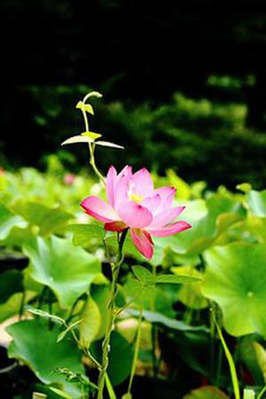 暗暗芷若
