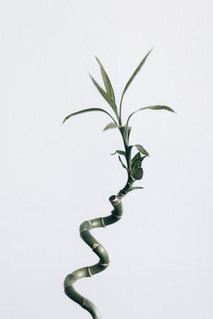 愛の芢