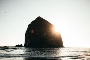 無(wú)葉的樹