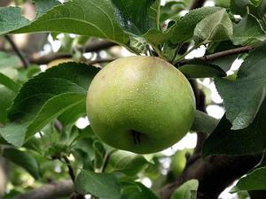郭老板