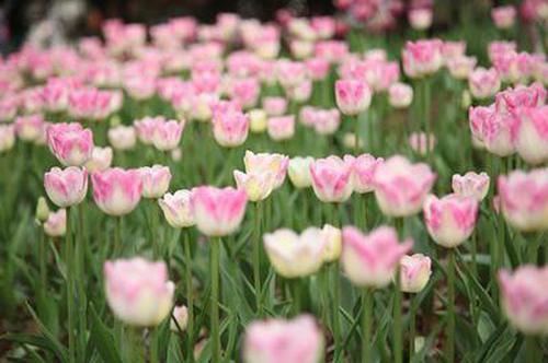 炸金花最新信譽