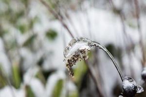 零落雨瀟