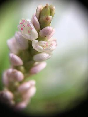 藍(lán)紫煙