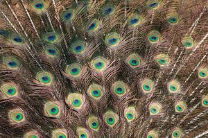 鳳源堂