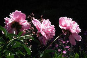 符家莊