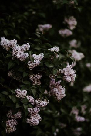 暗影紫荊