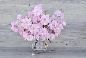 菠蘿蜜