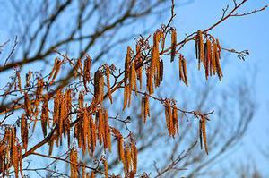 沒(méi)鬼花茶