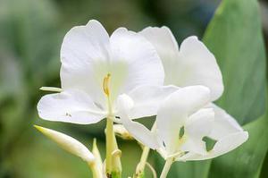 段鵬飛