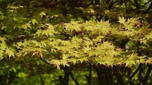 言櫻悠馨
