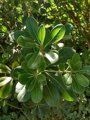 真城璃茉