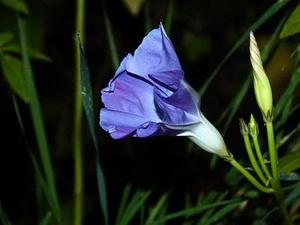 血色薔薇