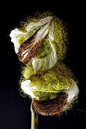 金絲雀