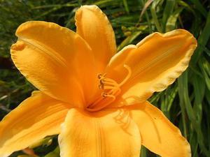 彩百蝶花