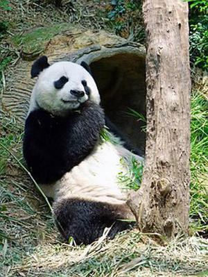 巫唔天使