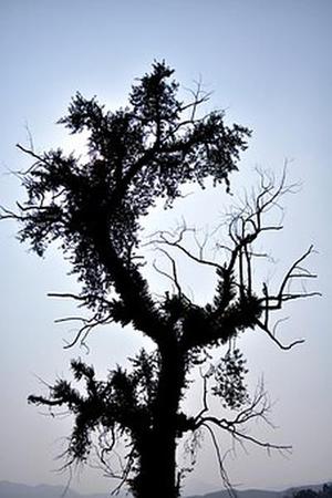 語の沫