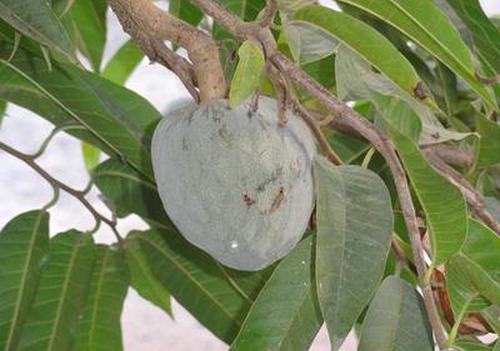 華人彩票網(wǎng)ios版計(jì)劃