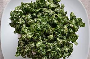 周才雅