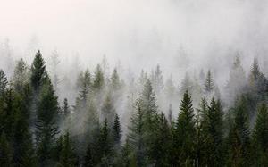 王雨秋