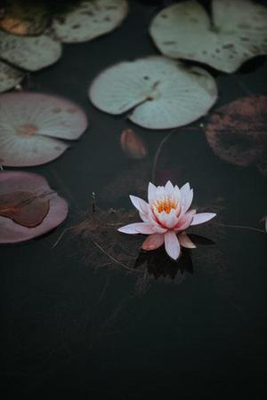 崔天浩