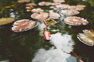 劉明浩