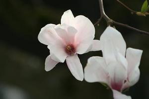 君﹢蘭
