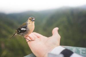 雞十兔