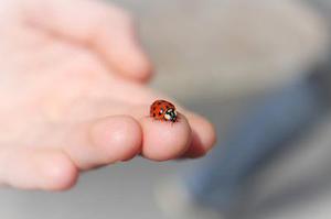 高錦亮