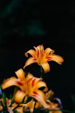 小雞蛋