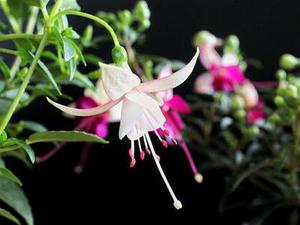 杰弗森