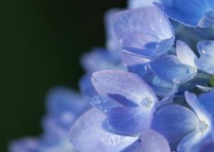 陳秀芹