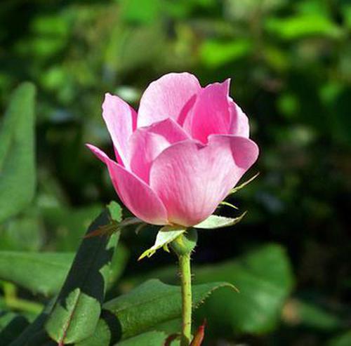 099彩票玩法怎么樣