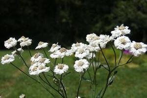 王儀芊