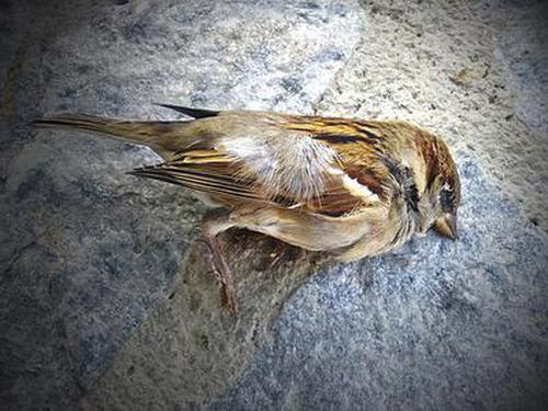 3打1 撲克游戲活動