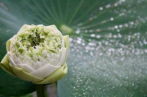 花殘念北