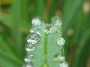 陳欣茹