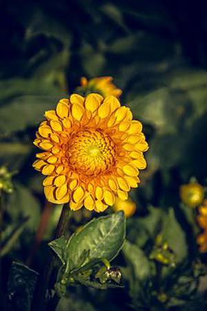 花子薰